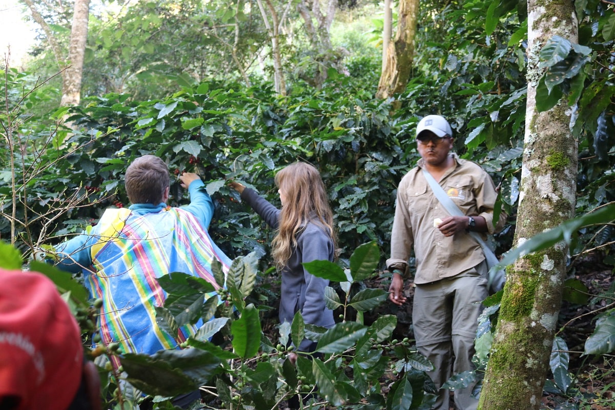 Ruta del Café y Cacao